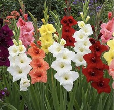 32 x Gladioli Mixed Bulbs -