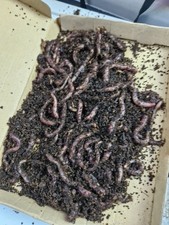 Approx 100g large - approx, of