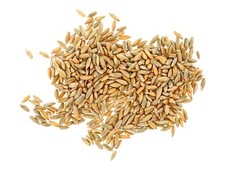 Whole Rye Grain 25kg - –