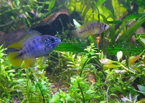 Breeding pair 1 5 - breeding, 1”-1.5”