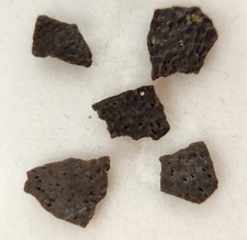 Hadrosaur Egg Shell Fossils