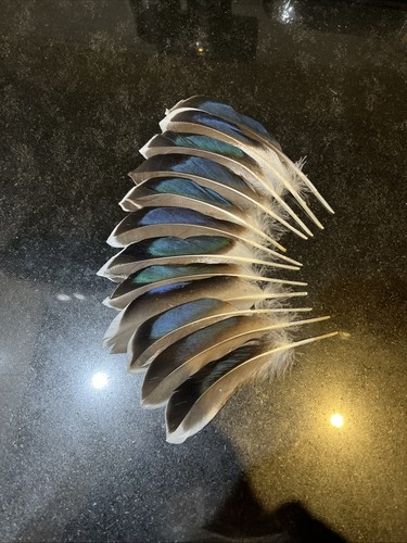 Mallard feathers blue - mallard, fly
