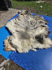Raw Unwashed Rare Sheep Fleece