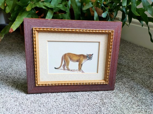 Mountain lion picture original - mountain,