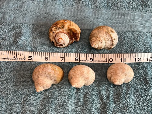 Mixed medium size hermit crab - medium,