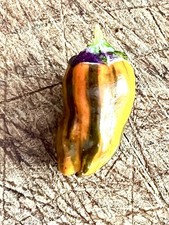 Apache Tiger X 10 Seeds 5