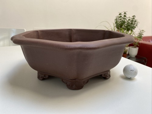 Beautiful shaped large bonsai - shaped,
