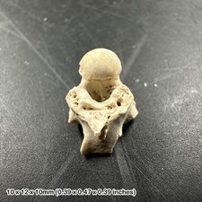 Fossil snake vertebra - snake,