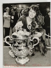 Colette Tuite Irish Setter