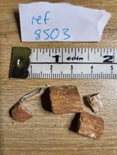 Dinosaur bones kem - kem, fm