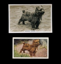 NORFOLK / NORWICH TERRIER DOG