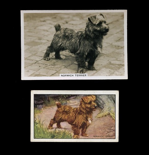Norfolk norwich terrier dog - norwich,