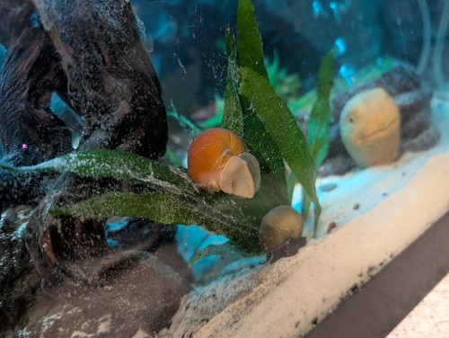 Live mystery snails - mystery,