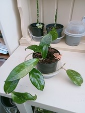 Hoya Carnosa Climbing Plant