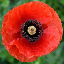 50 Giant UK Red Poppy Seeds