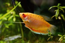 4-Pack Gold Gourami Live Fish