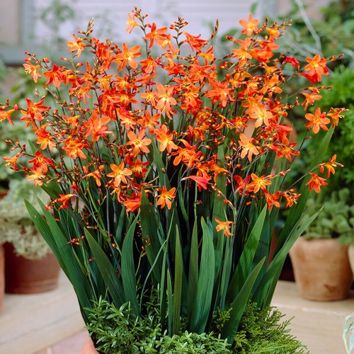 Crocosmia carmine brilliant - crocosmia,