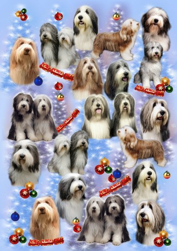 Bearded collie dog christmas - collie,