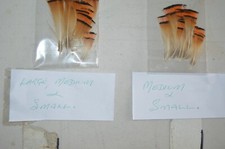 Ringneck pheasant tippets - ringneck,