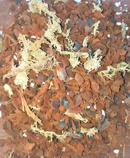 Premium professional orchid