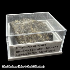 Emys Turtle Carapace Fossil
