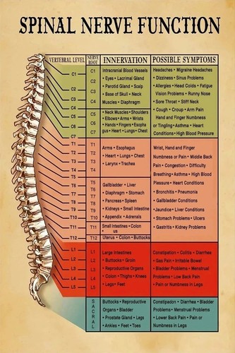 Spinal nerve function anatomy - nerve,