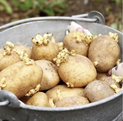 Seed potatoes charlotte easy - seed,