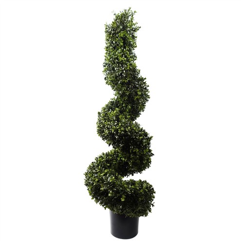 120 spiral boxwood - 120,