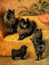 POMERANIAN CHARMING DOG