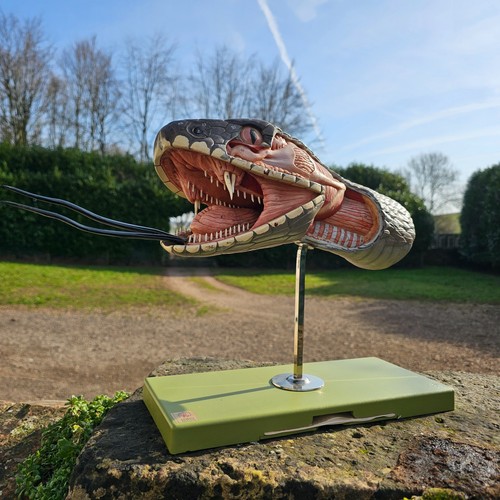 Vintage somso anatomical model - somso,