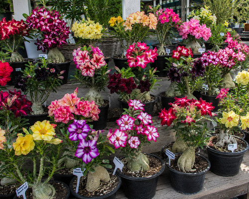 Adenium obesum desert - adenium,