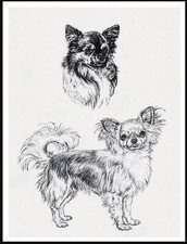 CHIHUAHUA LONG COATED A4 SIZE