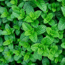 Applemint Seeds 200 Fresh Garden Herb Seeds Mint Plant UK Indoor Outdoor Hardy