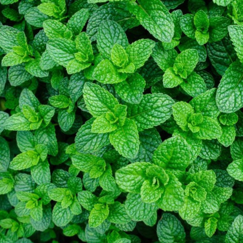 Applemint seeds 200 fresh - applemint,