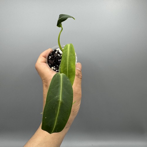 Anthurium warocqueanum queen - warocqueanum,