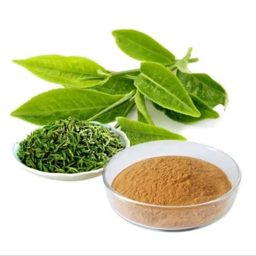 Green live camellia - live, sinensis