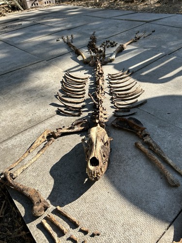 German shepherd skeleton real - shepherd,