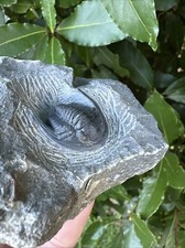 Cornuproetus Trilobite Fossil