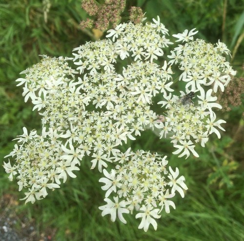 Packs cow parsley white - cow,