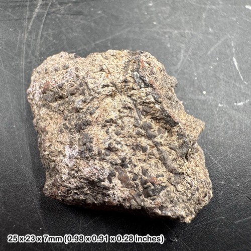Triceratops dinosaur fossil - triceratops,