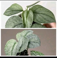 Scindapsus Silver Splash