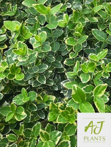 Euonymus fortunei emerald - fortunei,
