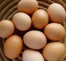 12/ 🐣Fertilized Jersey