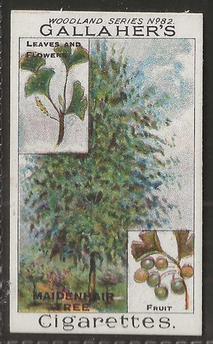 Gallaher woodland trees - gallaher-woodland,