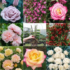 Climbing Rose Shrub Garden
