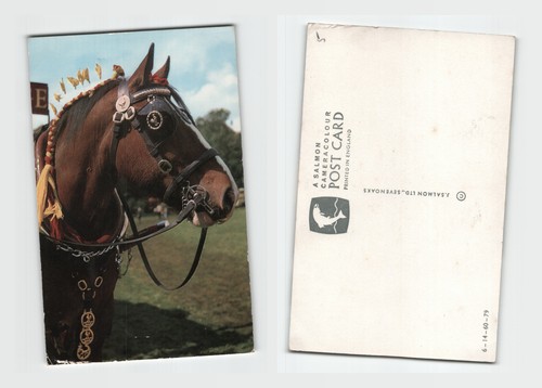 Postcard shire horse - shire,