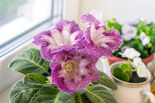 Florist gloxinia easter - florist's,