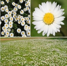 Lawn Daisy Seeds | Bellis