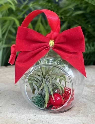 Christmas gift live air - christmas,