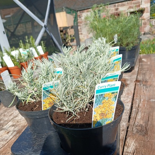 Curry plant helichrysum - curry, -helichrysum